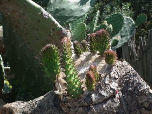 25 - Milazzo - Cactus